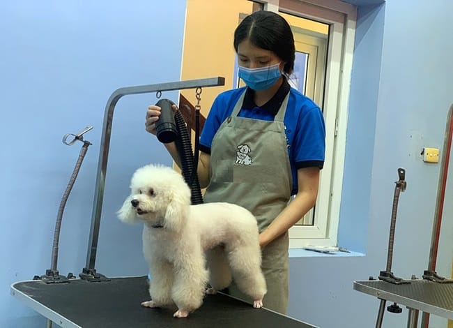 Máy sấy lông chó mèo